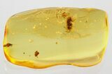 Detailed Hairy Fungus Beetle (Crowsonium) in Baltic Amber #372533-1